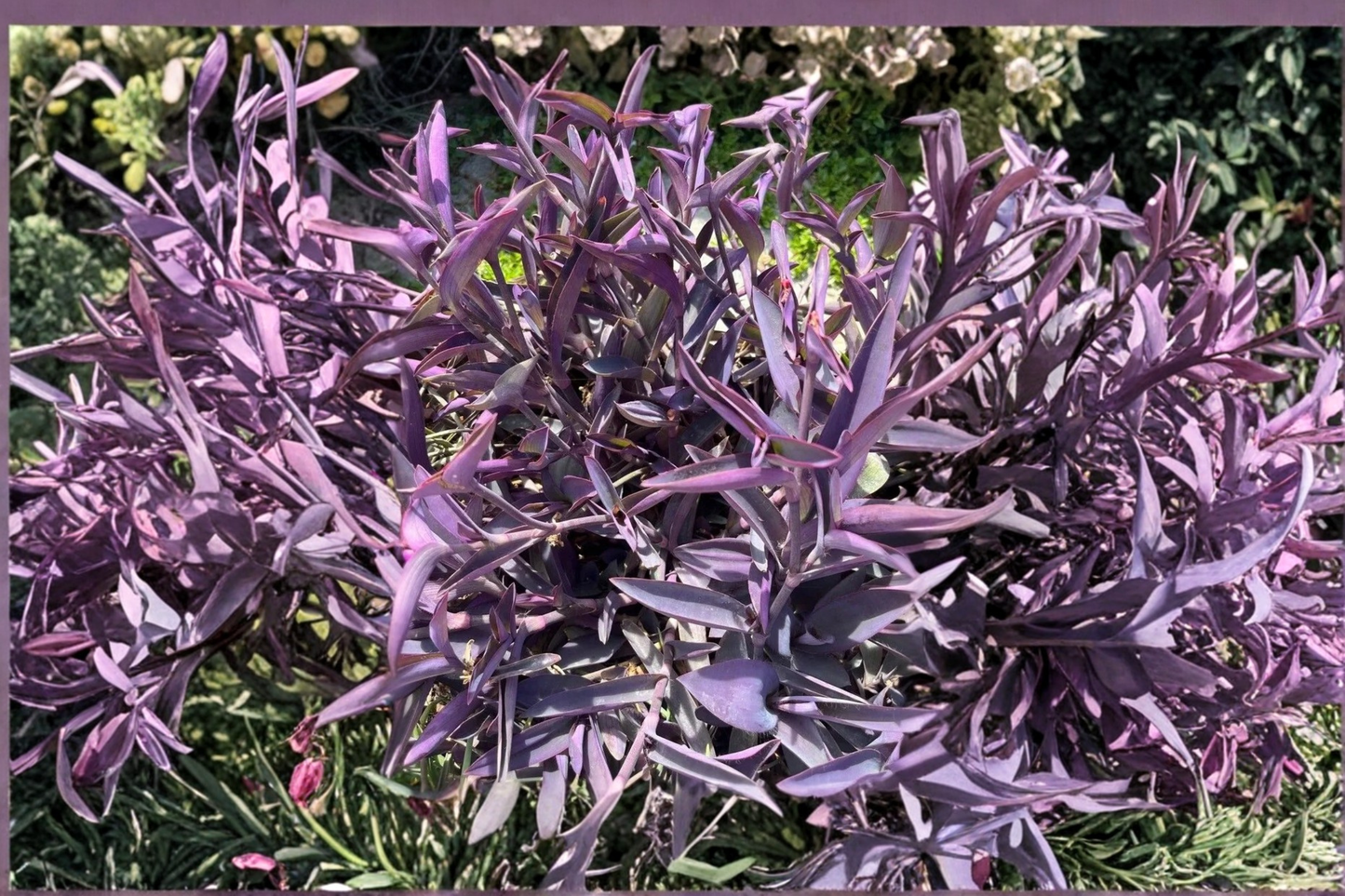 6 Purple Heart Plant Propagation Cuttings – Tradescantia pallida Fresh Unrooted Cuttings