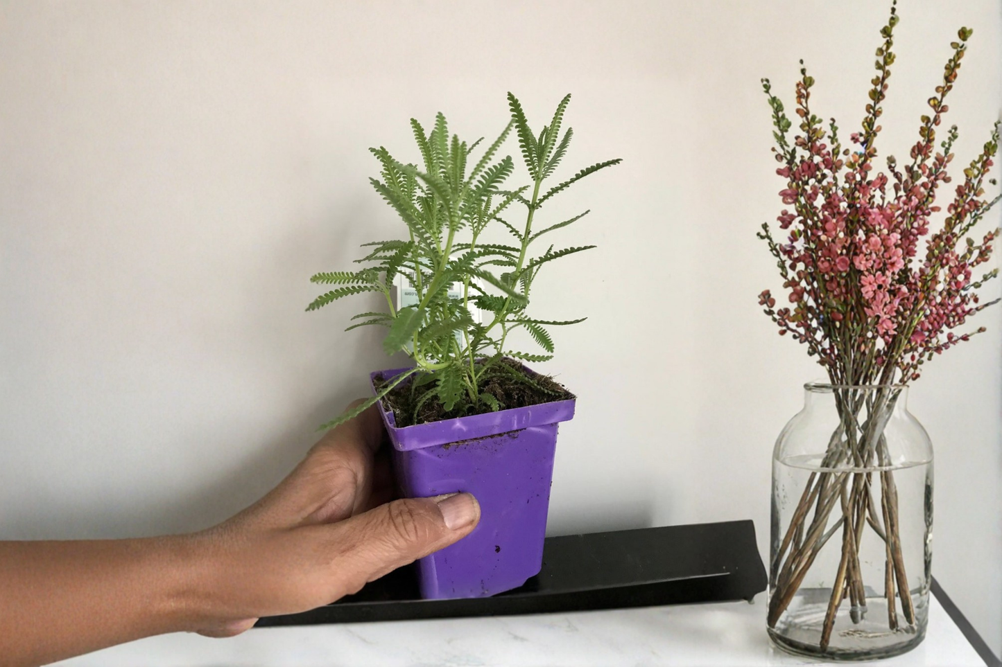 French Lavender Live Plant Lavandula Multifida Rooted Lavender Plant 5 to 8 Inch Ornamental Garden Plant Free Shipping