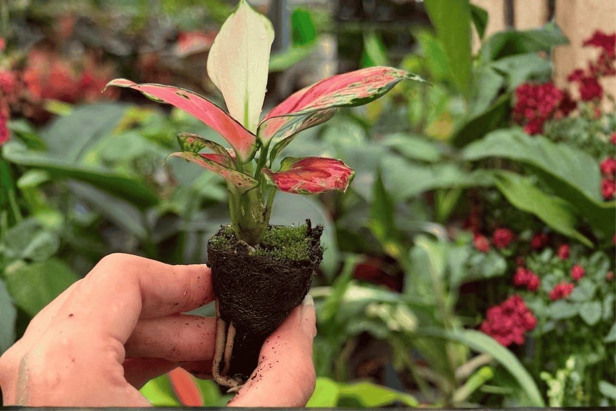 2 Exact Aglaonema Sunrise Red Starter Live Plants – 2” Pot