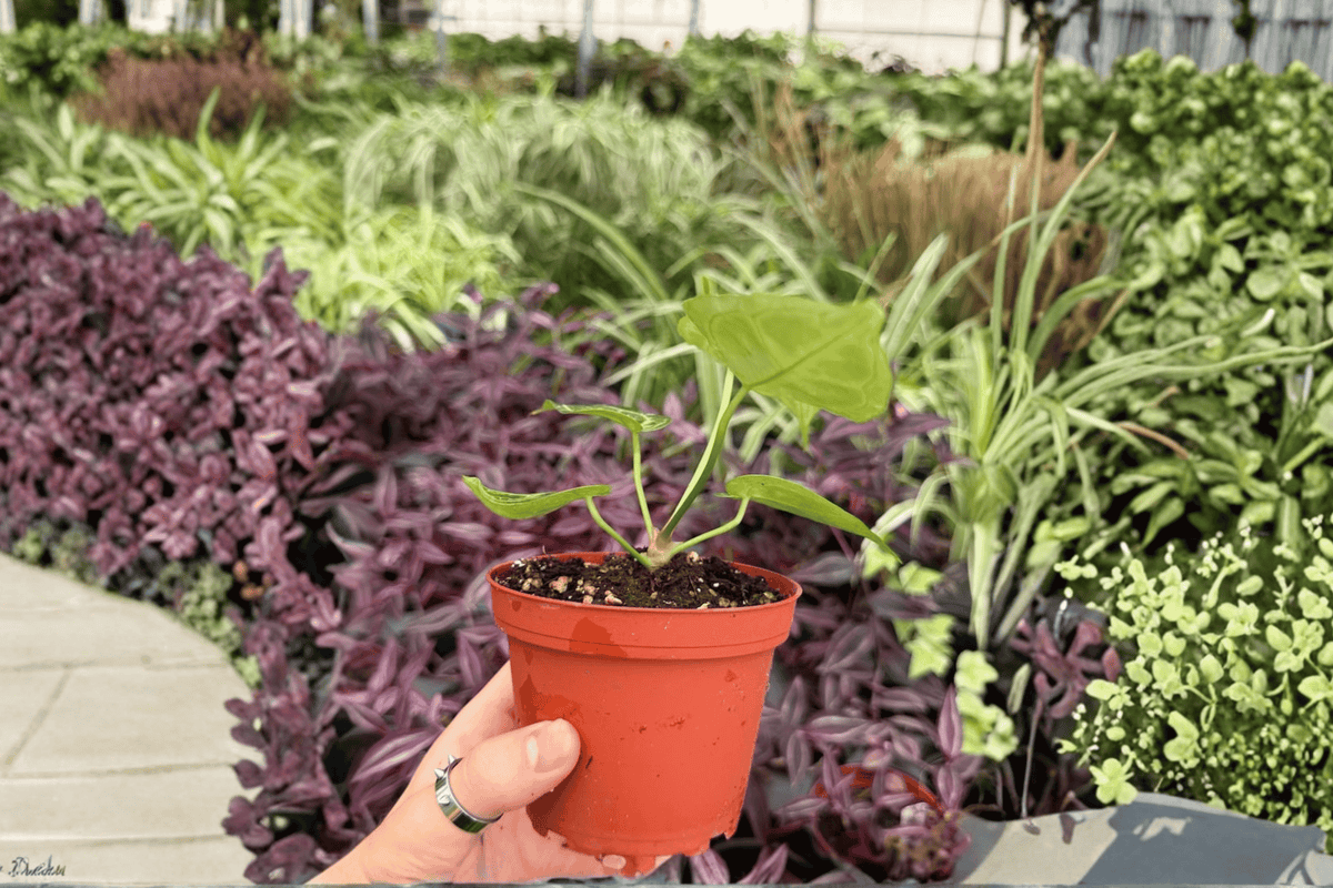 2 Anthurium Silver Red x Magnificum Exact Live Plants – 4” Pots