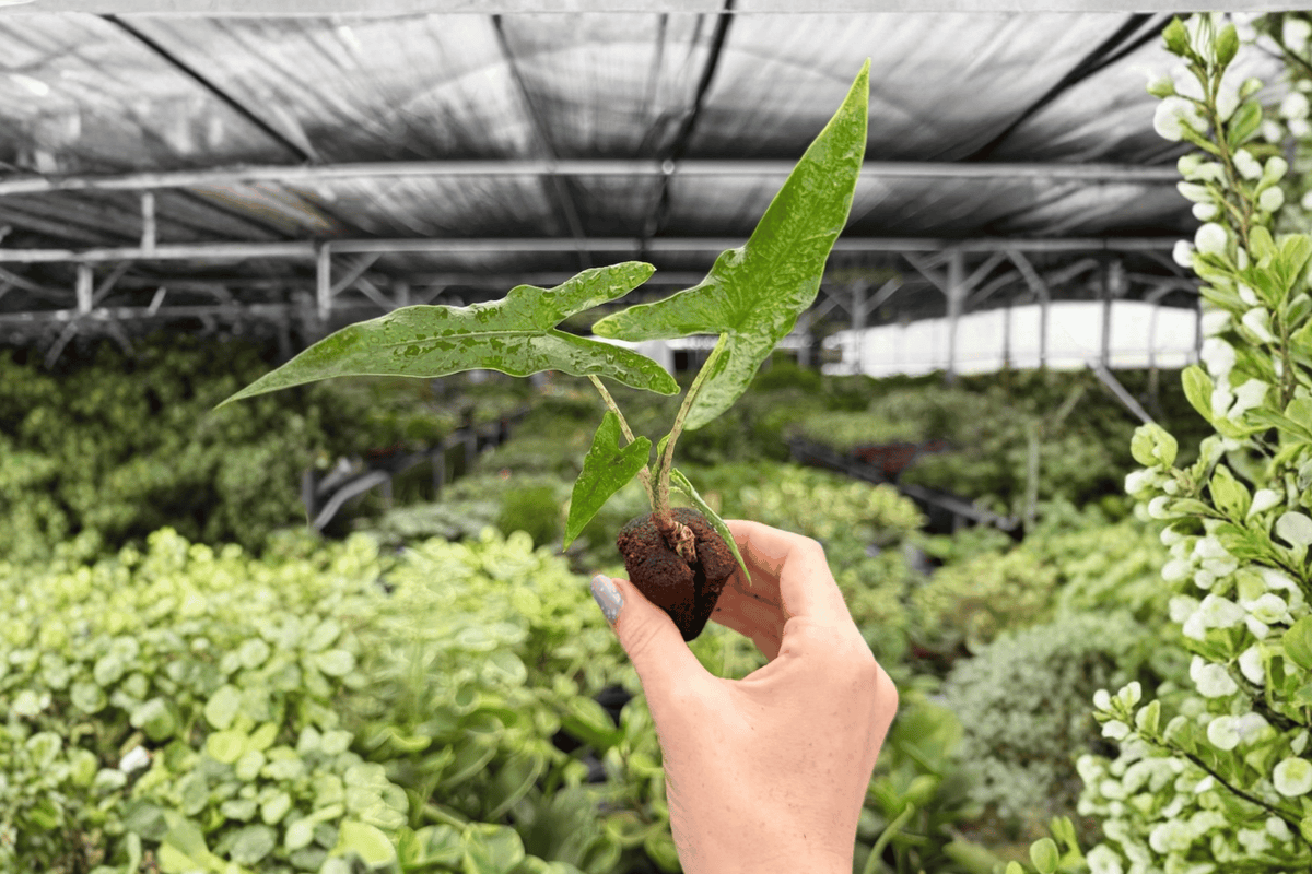 Alocasia Sabrina Narrow 2 Exact Live Starter Plants – Alocasia 'Sabrina Narrow'