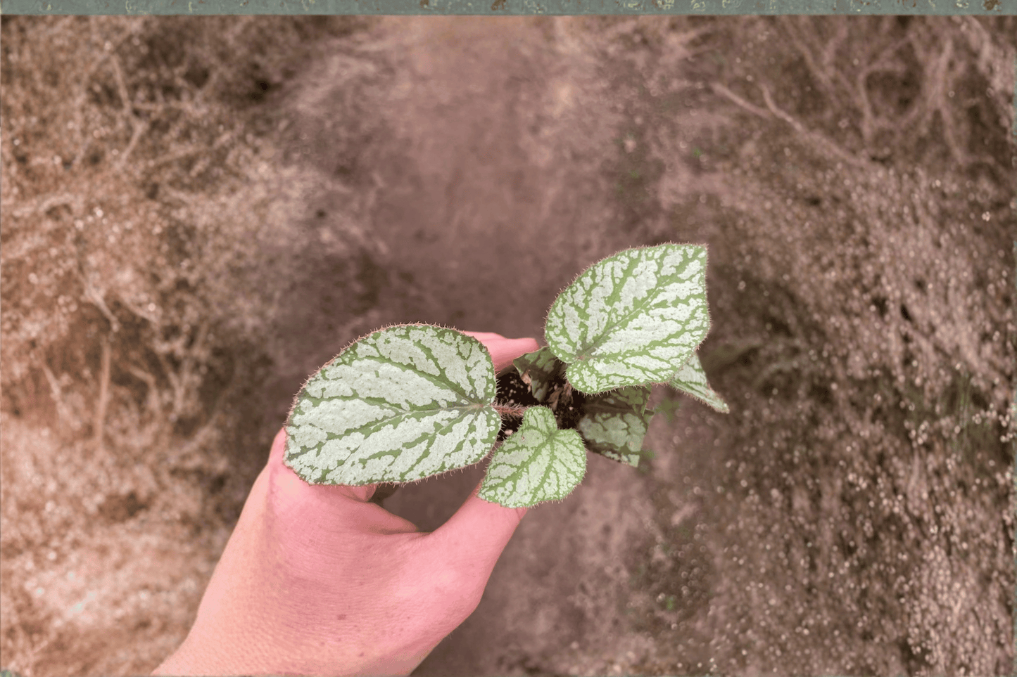 2 Begonia U309 Starter Plants – Bare Root – Begonia U309
