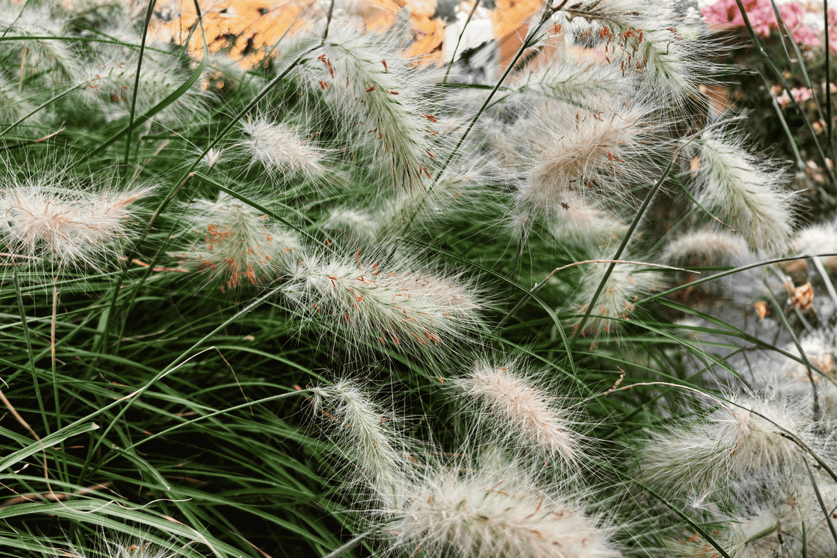 Hameln Fountain Grass – 1 Quart Live Pennisetum Plant
