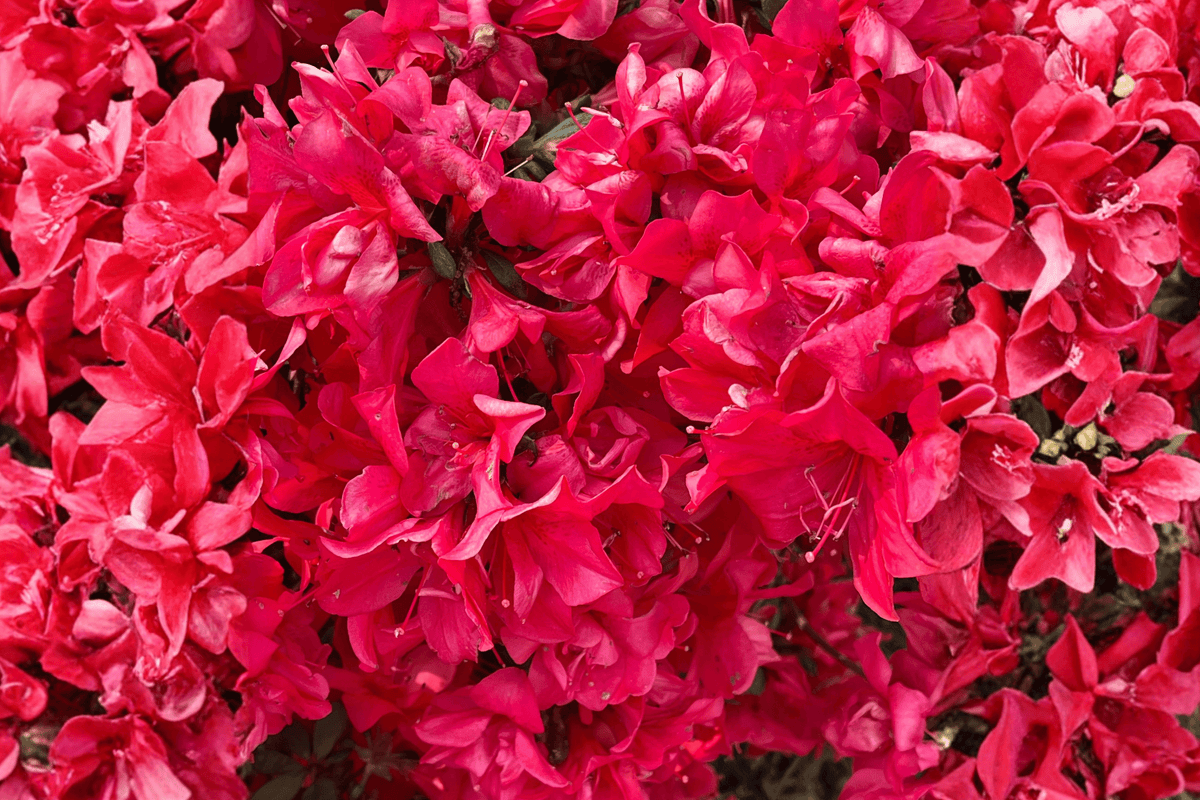 Bixby’s Northern Red Azalea – 1 Live Flowering Shrub, 3-Gallon Size – Rhododendron ‘Bixby’s Northern Red’