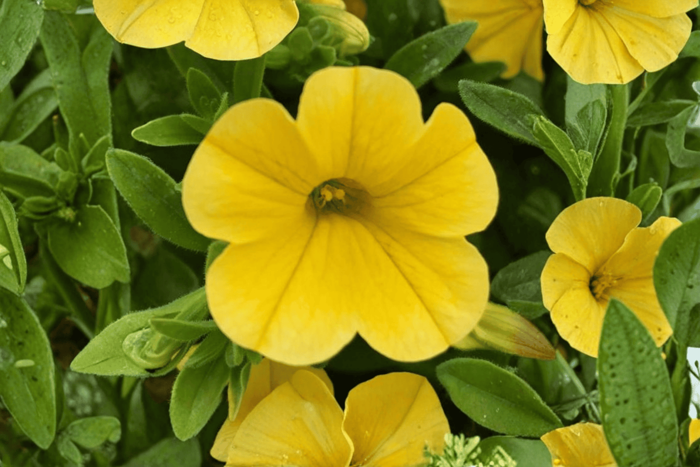 MiniFamous Uno Yellow Million Bells 1 Live Plant – 4-Inch Pot – Calibrachoa