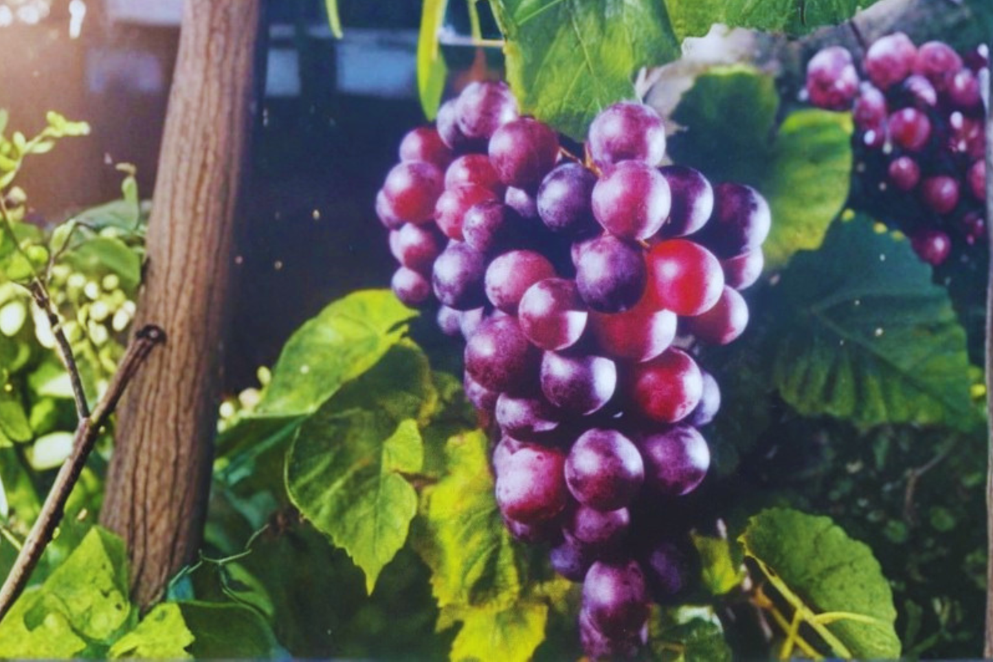 Black Hunt Muscadine Grape Vine Live Plant 1 Gallon Fruit Vine for Garden Trellis Vineyard, Outdoor Climbing Grape Vine