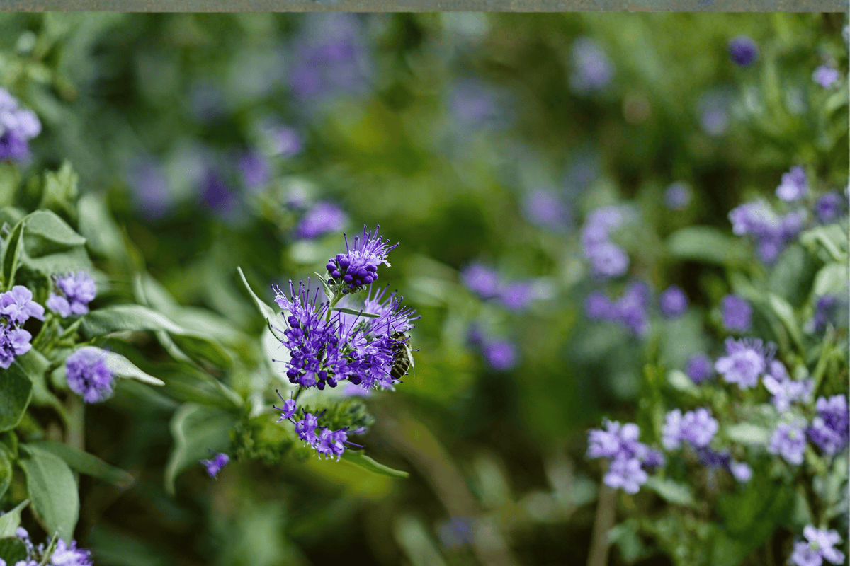Sapphire Surf Bluebeard 1 Live Plant – Caryopteris × clandonensis ‘Blauer Splatz’ – 2 Gallon Pot