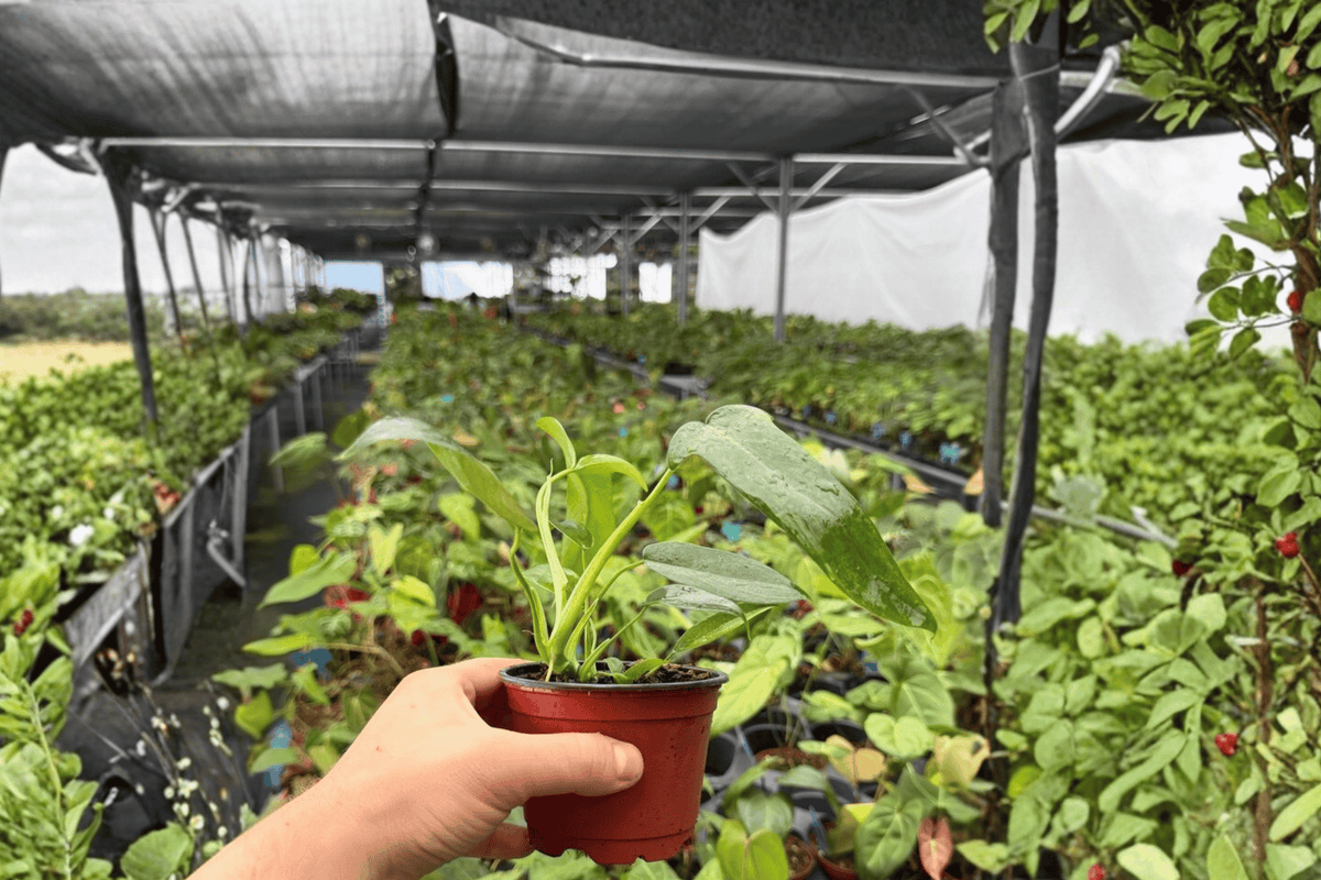 Philodendron Glad Hands 2 Exact Live Plants – Specific 4” Size