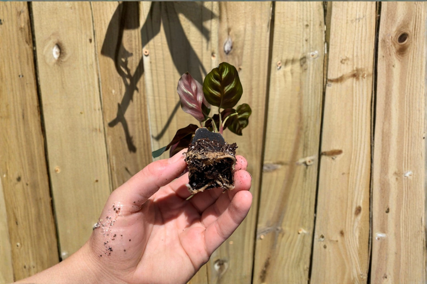 2 Calathea Makoyana (Peacock Plant) Live Starter Plants – Bare Root with Soil Pod (Goeppertia makoyana)