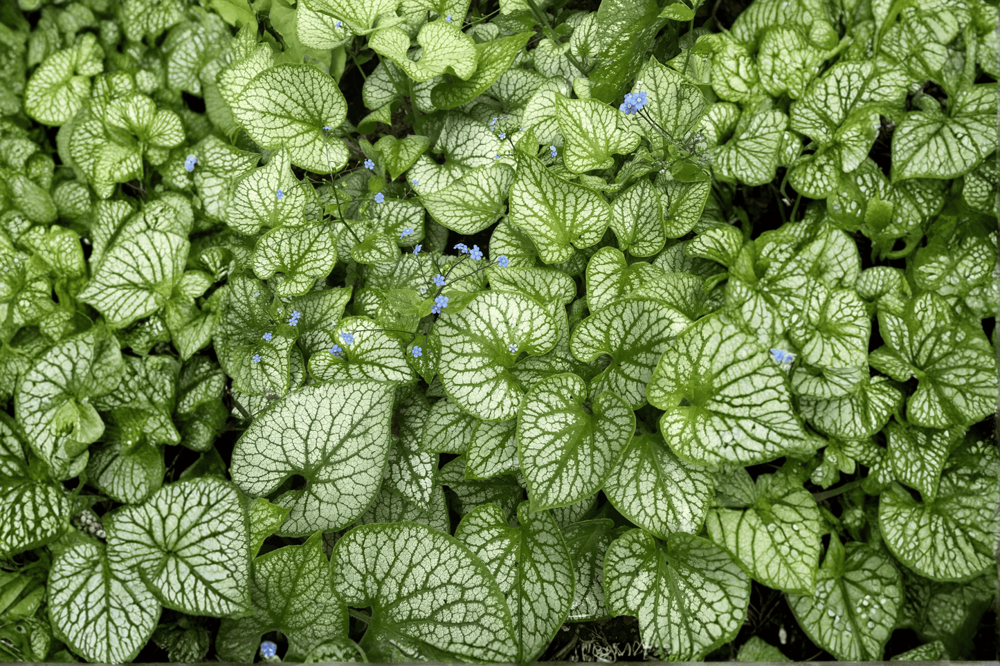 Sea Heart Siberian Bugloss 1 Gallon Live Plant – Brunnera macrophylla ‘Sea Heart’