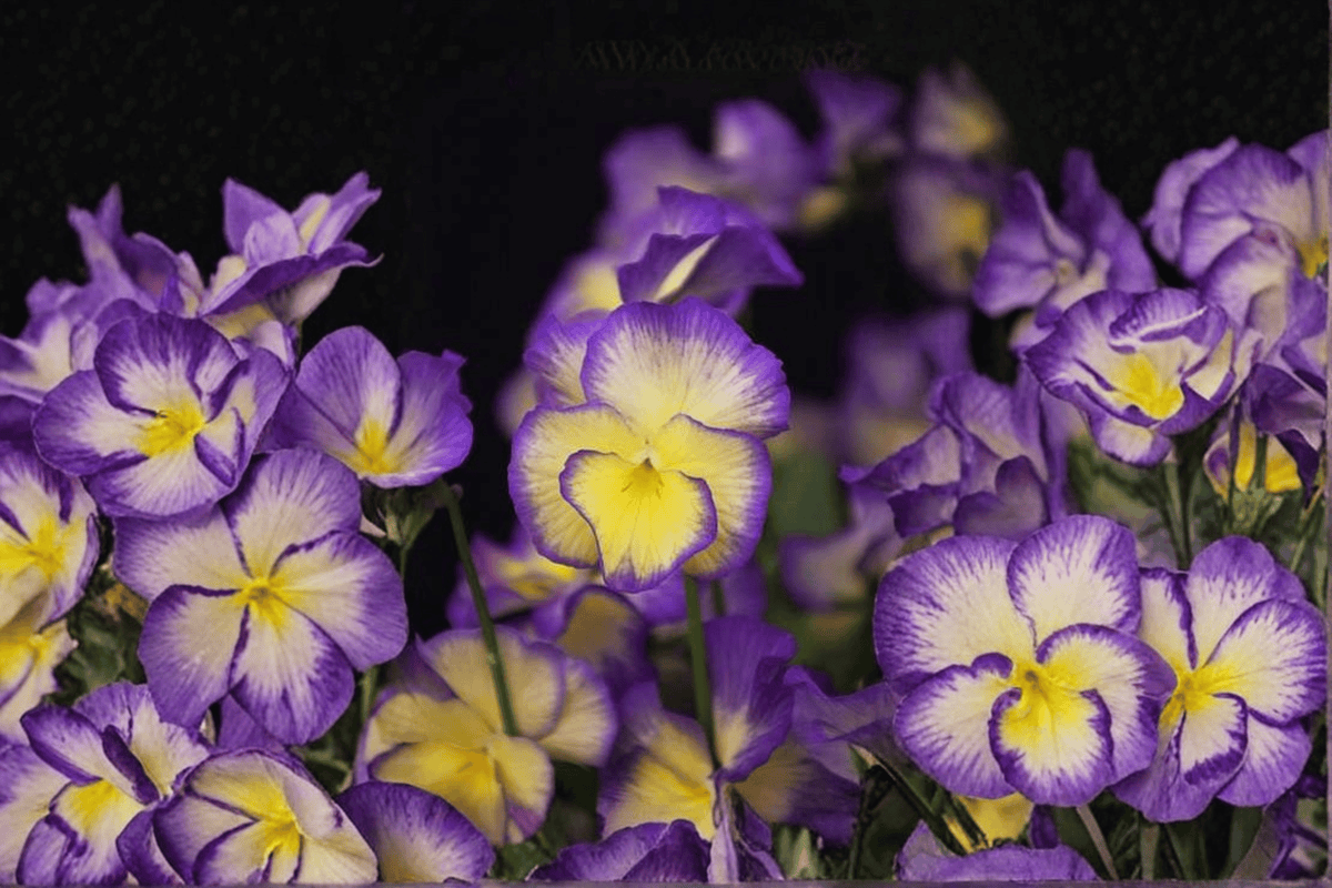 Sweetheart MagnifiScent Viola Live Plant – 4-Inch Pot – Viola × hybrida 'Sweetheart'