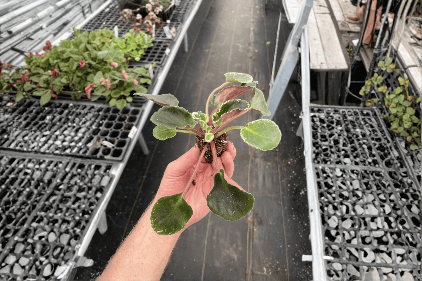 Country Cider African Violet 2 Starter Live Plants – Streptocarpus ionanthus