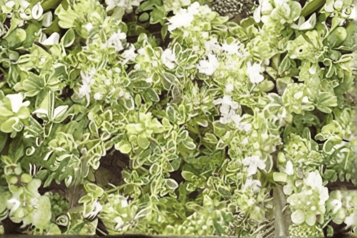 Highland Cream Creeping Thyme 1 Live Plant – 4-Inch Pot – Thymus praecox ‘Highland Cream’