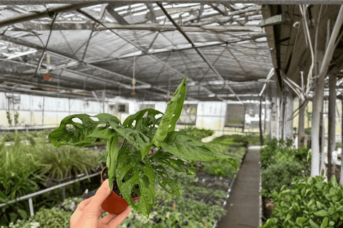 2 Monstera Adansonii Wide Form Live Plants – 4-Inch Pot