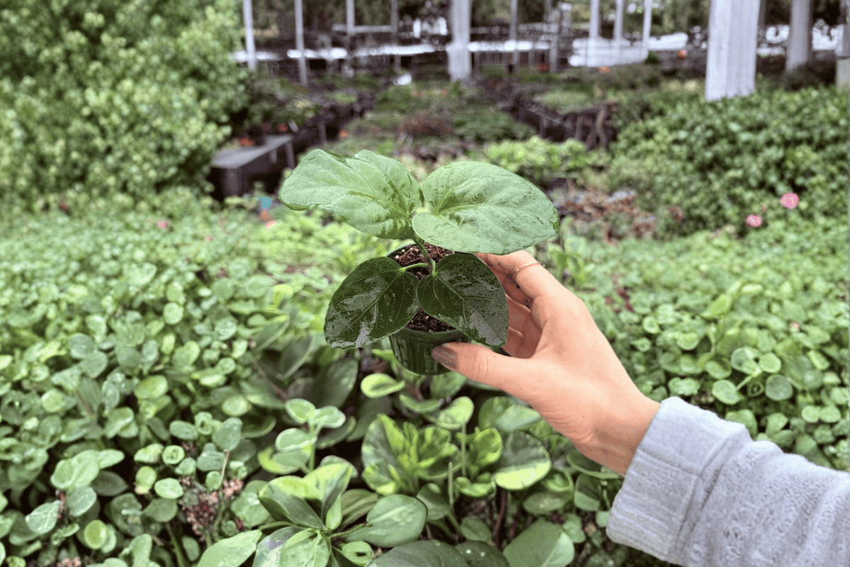 My Guy Hibiscus 2 Starter Plants – Hibiscus rosa-sinensis