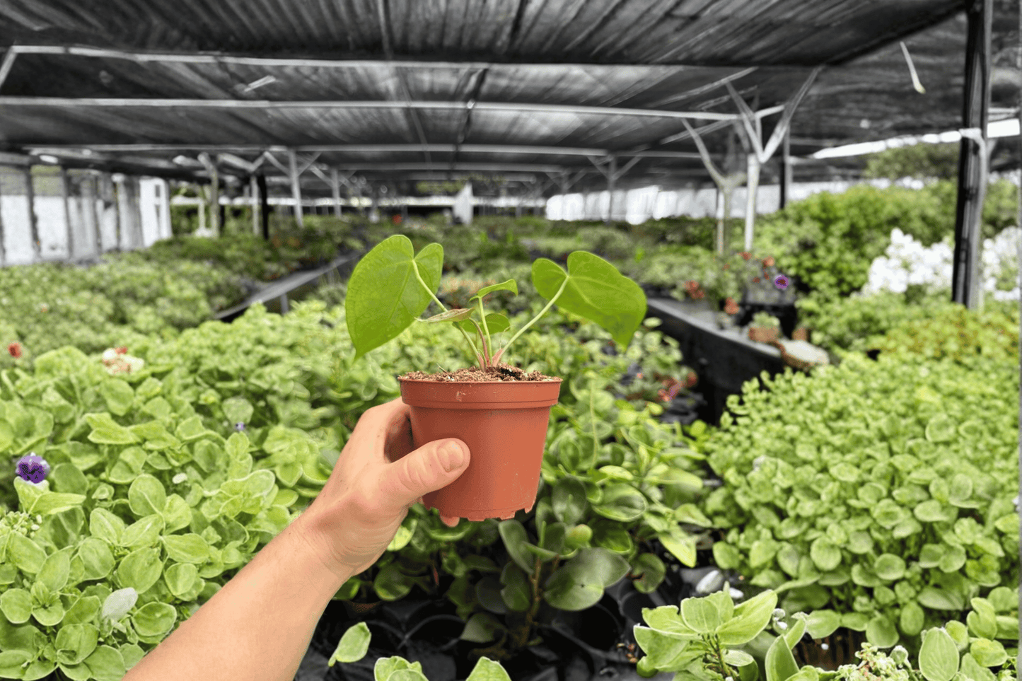 Anthurium Crystal x Papi Golden 2 Exact Live Plants – 4-Inch Pots