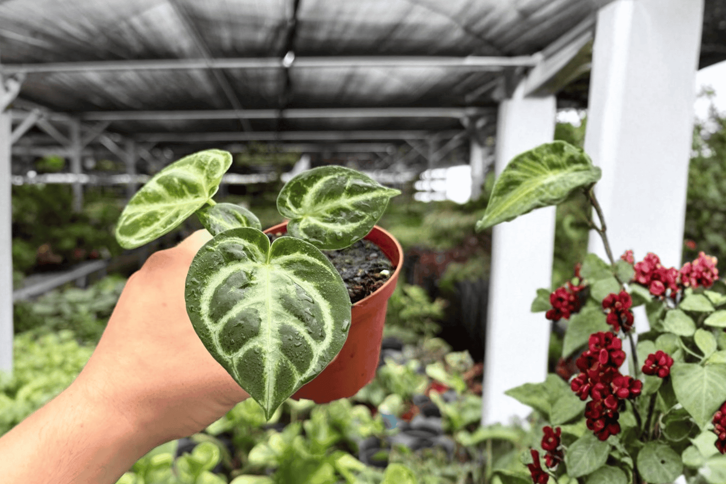 Anthurium Silver Tiger x Silver Blush 2 Exact Live Plants – 4-Inch Pots