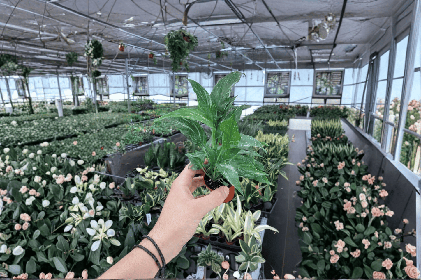 2 Variegated Peace Lily 'Domino' Starter Plants in 2-Inch Pots – Spathiphyllum 'Domino'