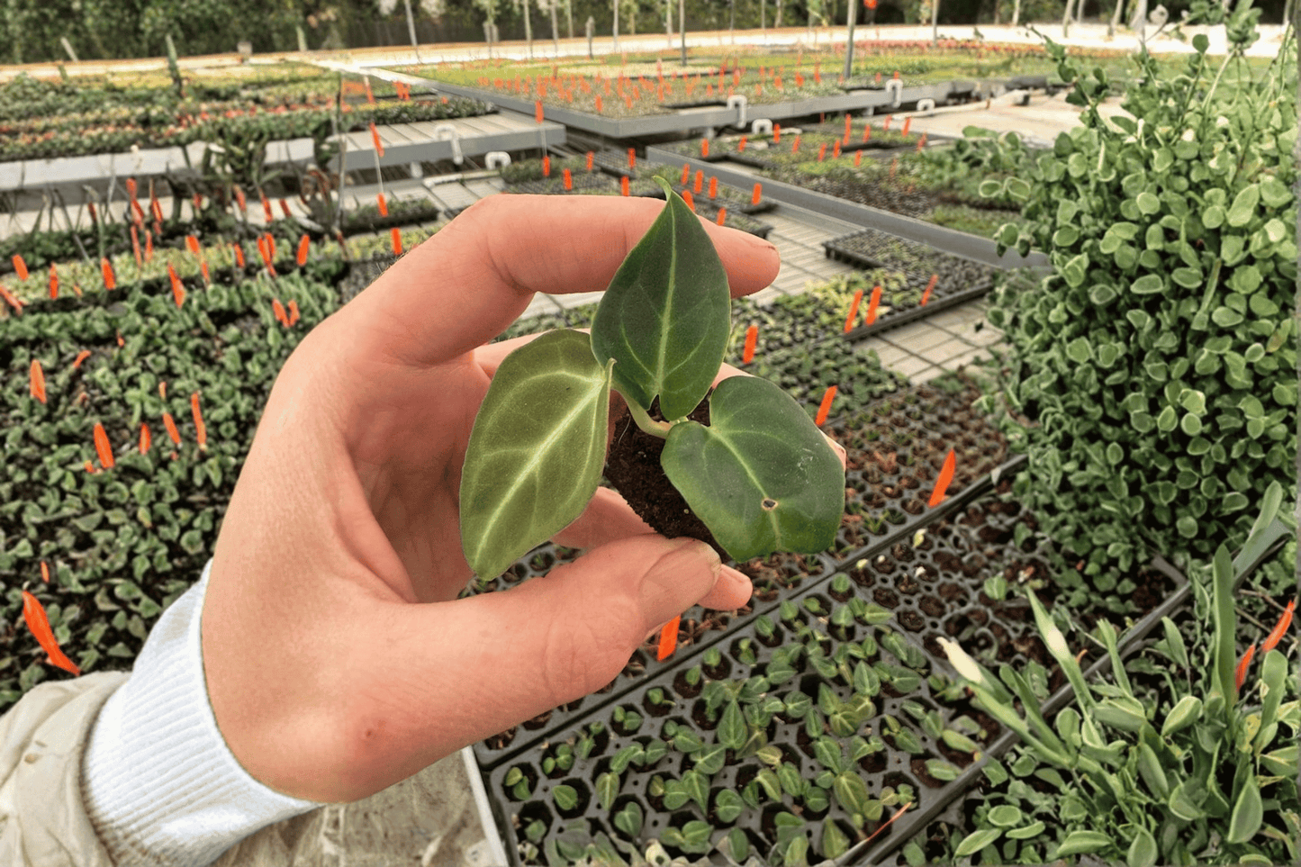 2 Anthurium regale Starter Plants – Live Velvet Leaf Anthurium