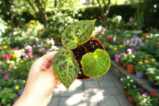 Begonia Ferox Live Plant 4 Inch Pot Rare Spiked Begonia Houseplant Fully Rooted Indoor Tropical Foliage Plant Collector Gift