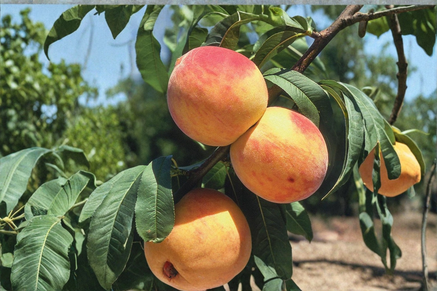 Oregon Curl Free Peach Tree Live Plant 1 Gallon Pot Prunus Persica Fruit Tree Backyard Orchard Garden Plant