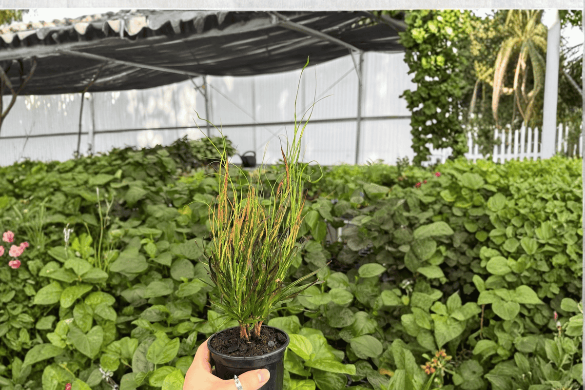 Croton Picasso’s Paintbrush 2 Exact Live Plants – 4-Inch Pots – Codiaeum variegatum