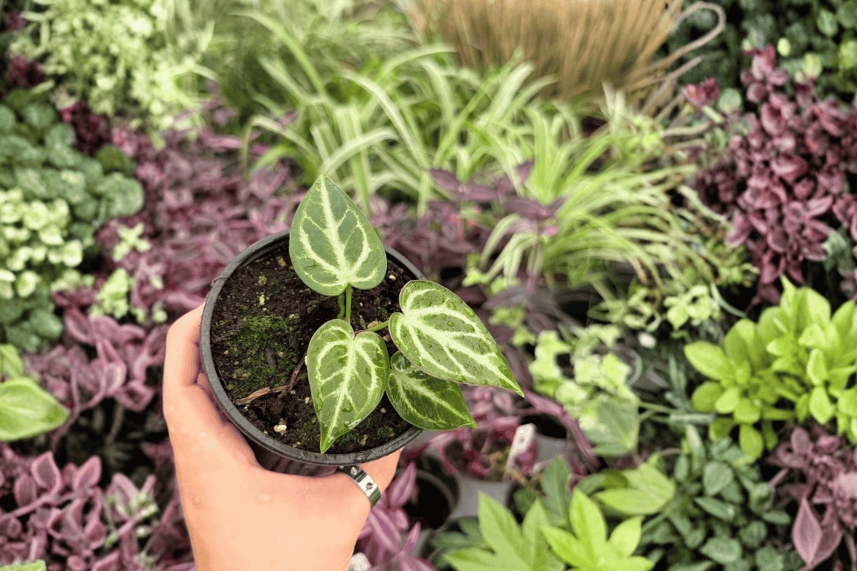 Anthurium Silver Hope × Hoffmanii 2 Exact Live Plants – Specific 4” Size