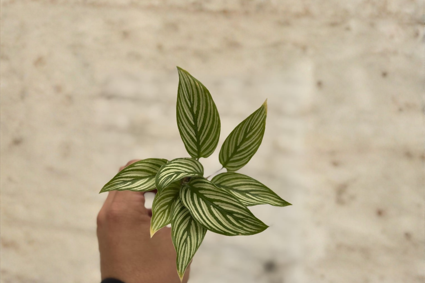 Calathea Vittata Live Plant Starter Prayer Plant Cutting Tropical Indoor Houseplant White Stripe Calathea 2 Inch Pot Size