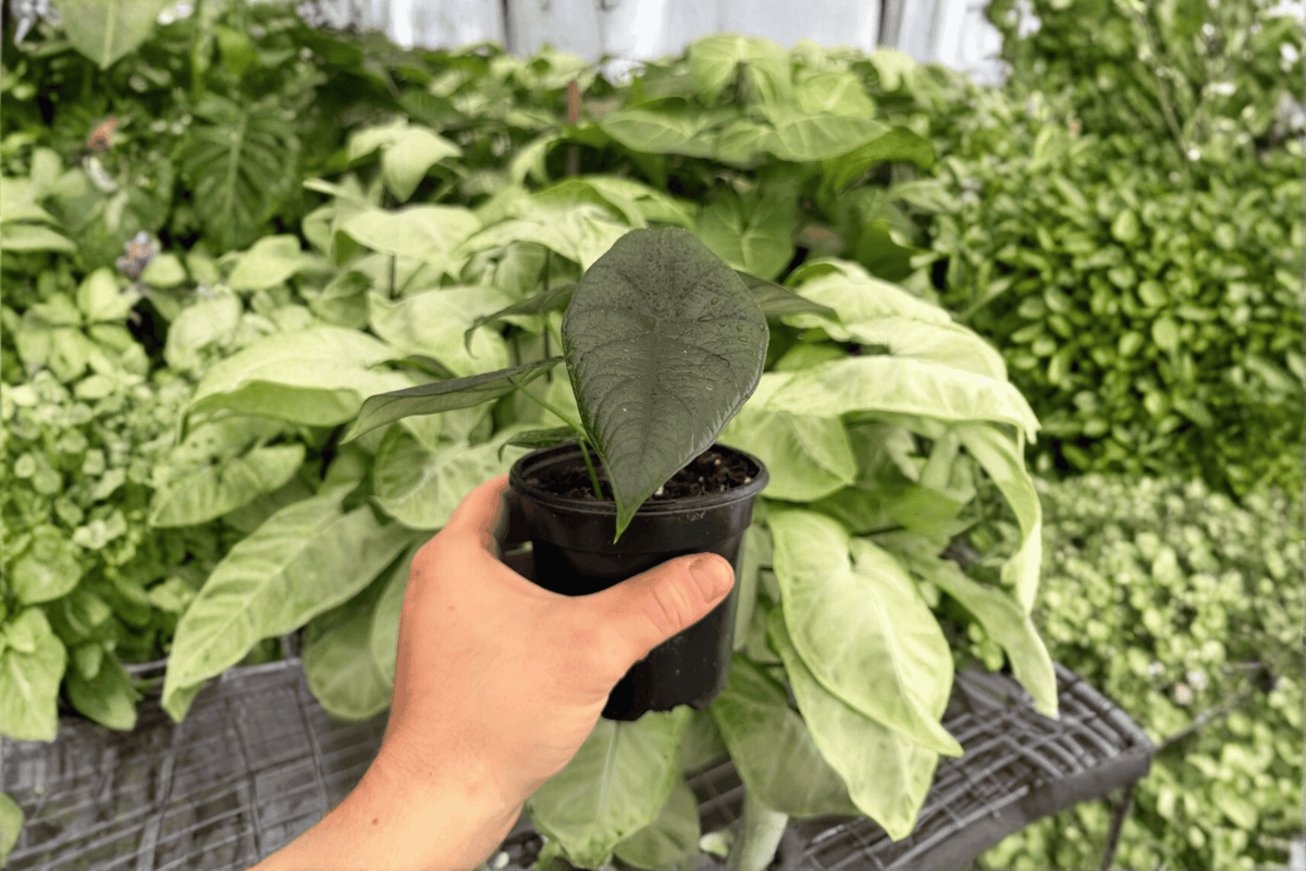Alocasia Dragon Wings 2 Exact Live Plants – 4-Inch Pots – Dragon Scale x Scalprum