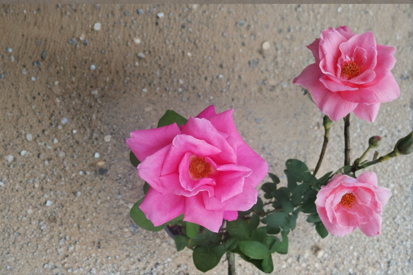 Perfume Delight Pink Hybrid Tea Rose Plant 2 Gal – Fragrant Rose Bush Live Plant for Garden Landscape Outdoor No Ship CA