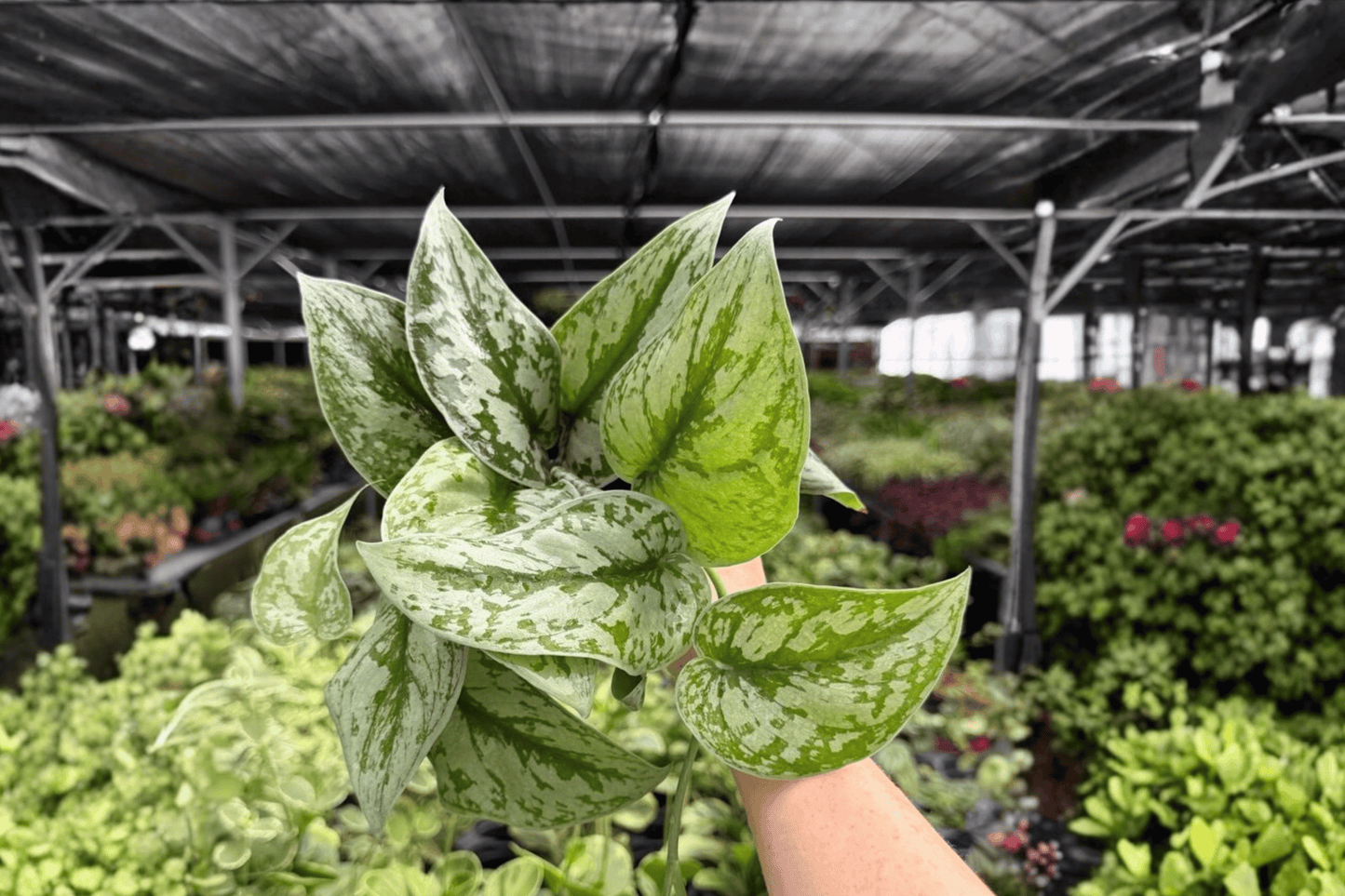 Scindapsus Exotica 2 Exact Live Plants – 4-Inch Pots – Scindapsus pictus ‘Exotica’