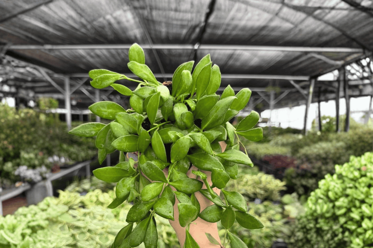 Hoya bilobata 2 Exact Live Plants – Specific 4” Size