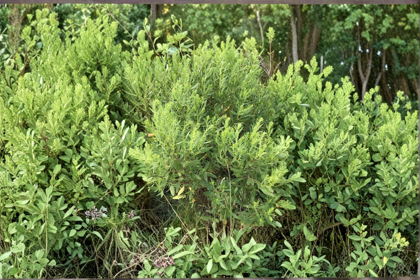 Jesuit’s Bark Live Plant 1 Gallon Pot – Iva frutescens Coastal Shrub Salt Tolerant Native Plant Garden Landscaping