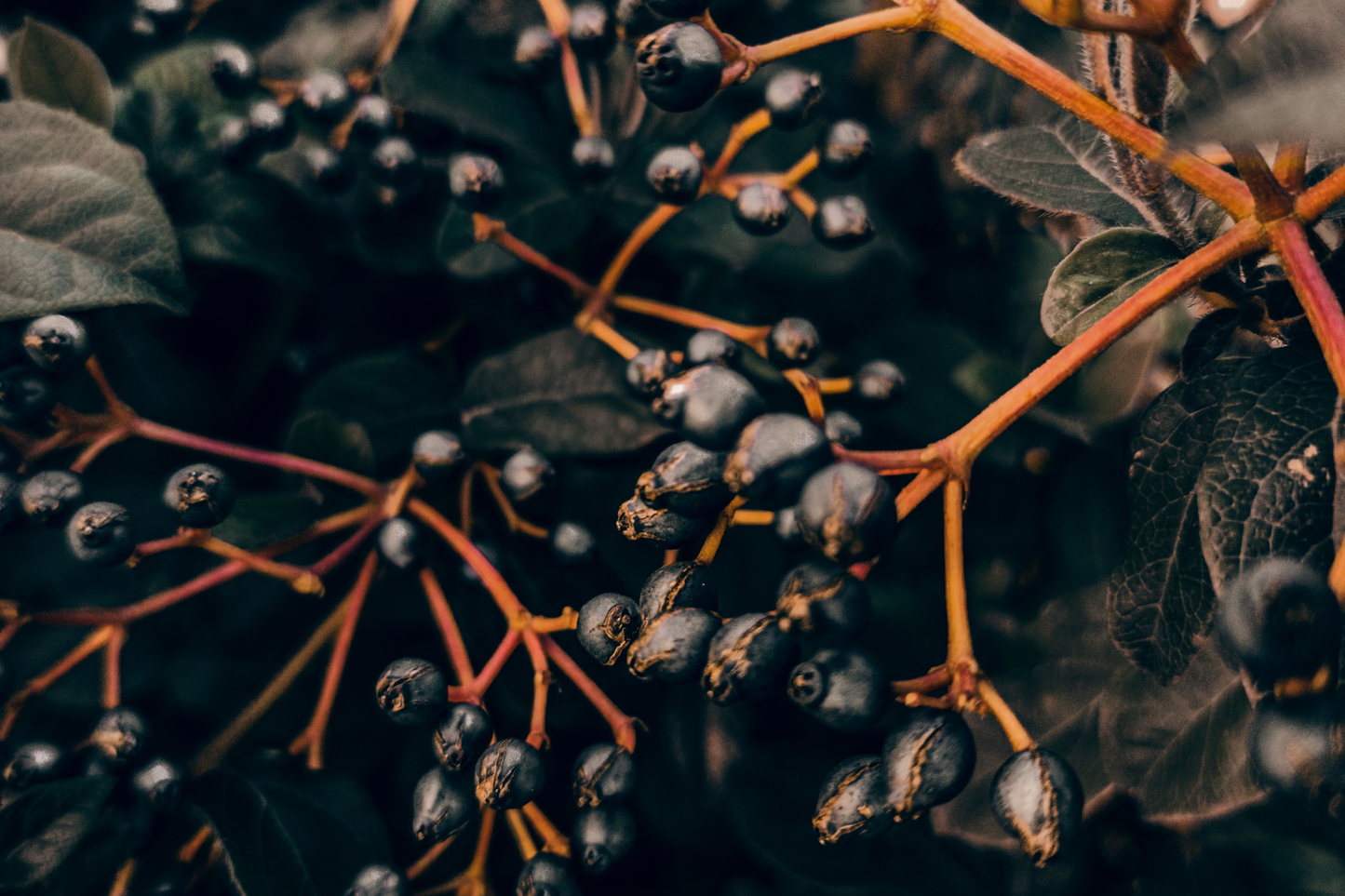 Viking Aronia Berry Live Rooted Starter Plant – Aronia melanocarpa 'Viking'