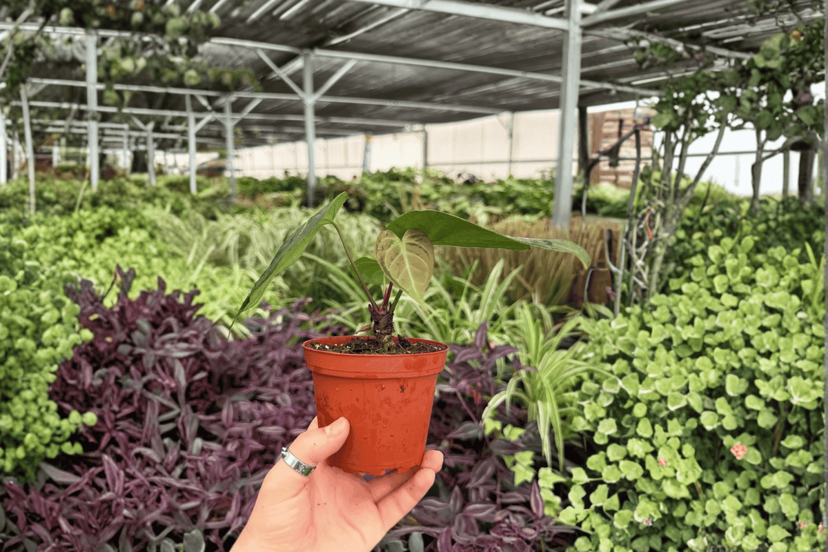 2 Anthurium AOS x Domino Exact Live Plants – Specific Plants in 4” Pots