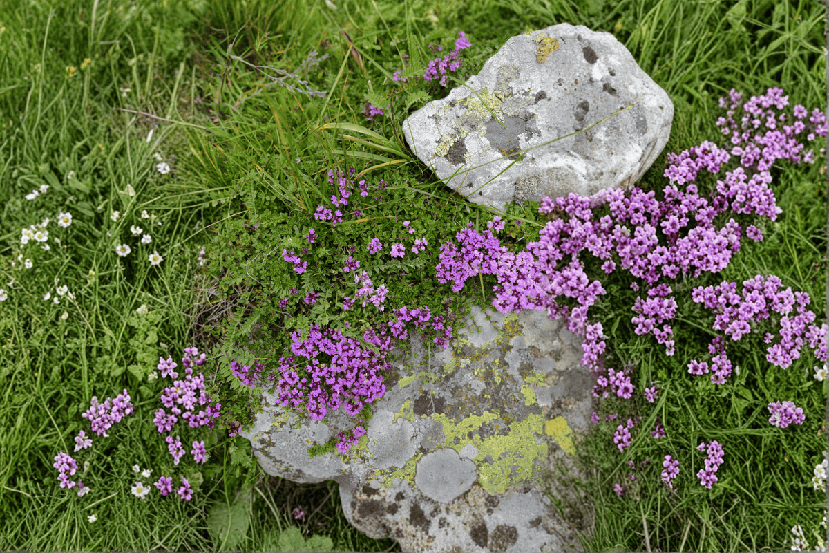 Nutmeg Thyme 1 Live Plant – 4-Inch Pot – Thymus praecox ‘Nutmeg’