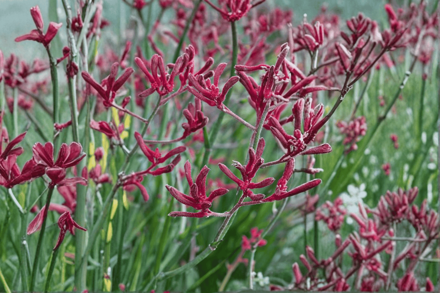 Ruby Velvet Kangaroo Paw 1 Gallon Live Plant – Anigozanthos ‘Ruby Velvet’