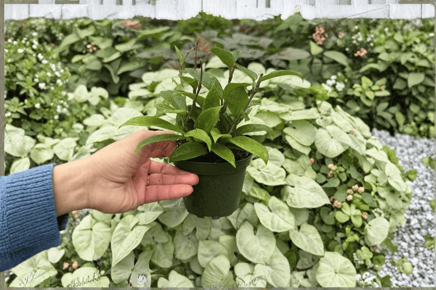 Hoya Jade 2 Exact Live Plants – Specific 4-Inch Pots – Hoya carnosa
