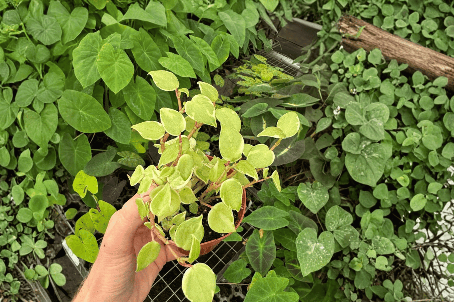 2 Variegated Peperomia Cupid Live Plants – 4-Inch Pots – Peperomia scandens 'Variegata'