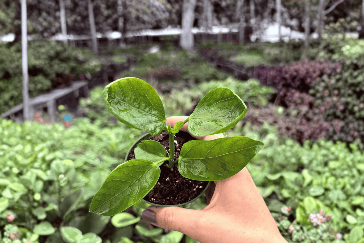 2 Pinot Noir Hibiscus Starter Plants – Hibiscus rosa-sinensis