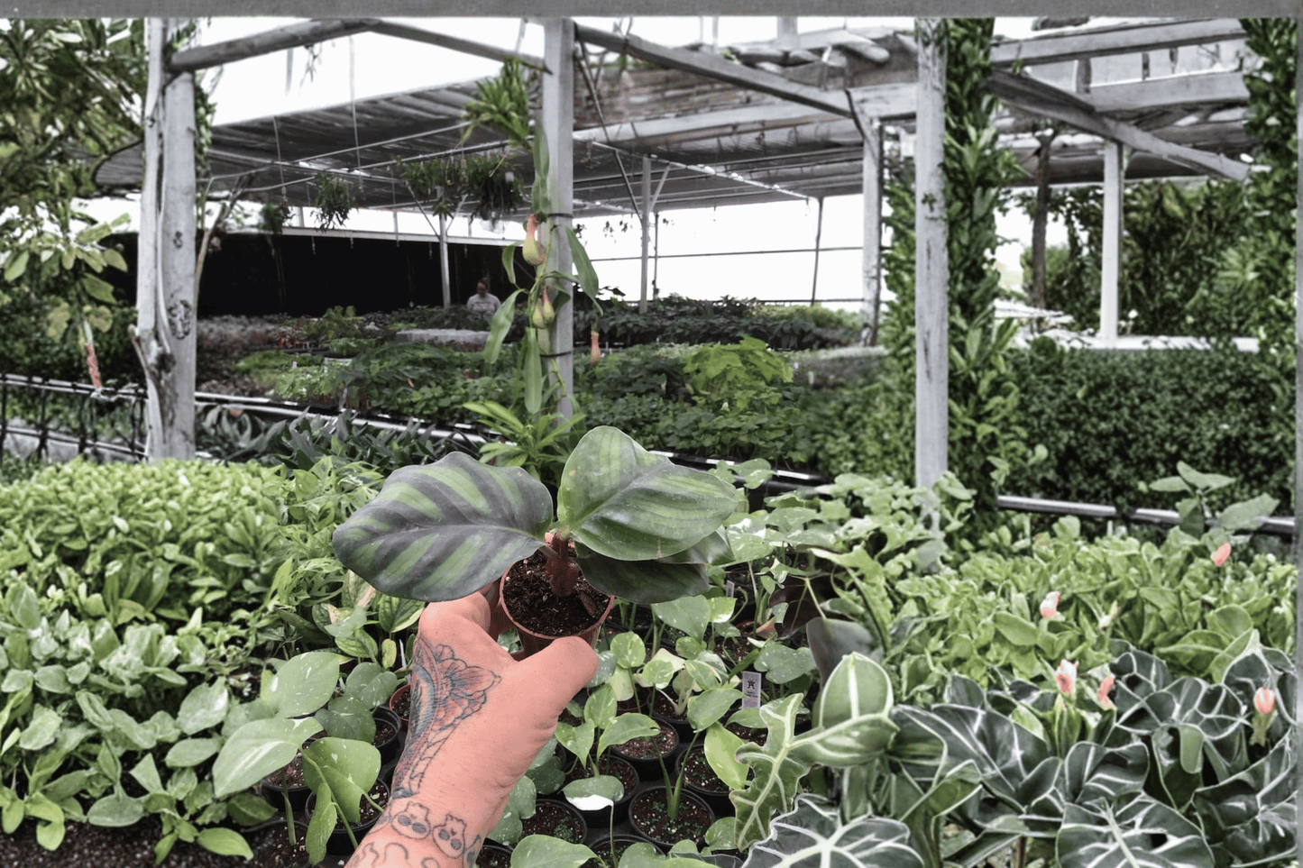 2 Calathea fasciata 'Rotundifolia' Starter Plants – Bare Root Live Calathea