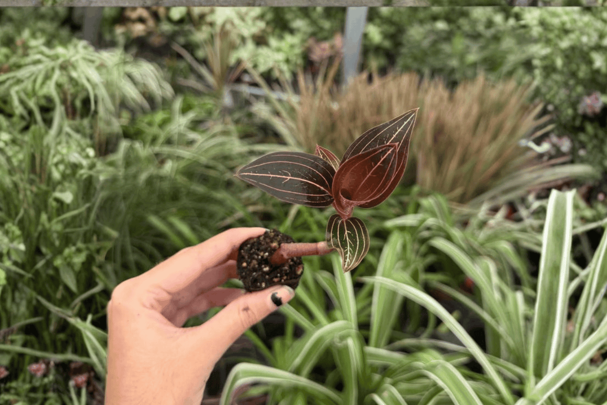 Ludisia Discolor Jewel Orchid 2 Exact Live Starter Plants
