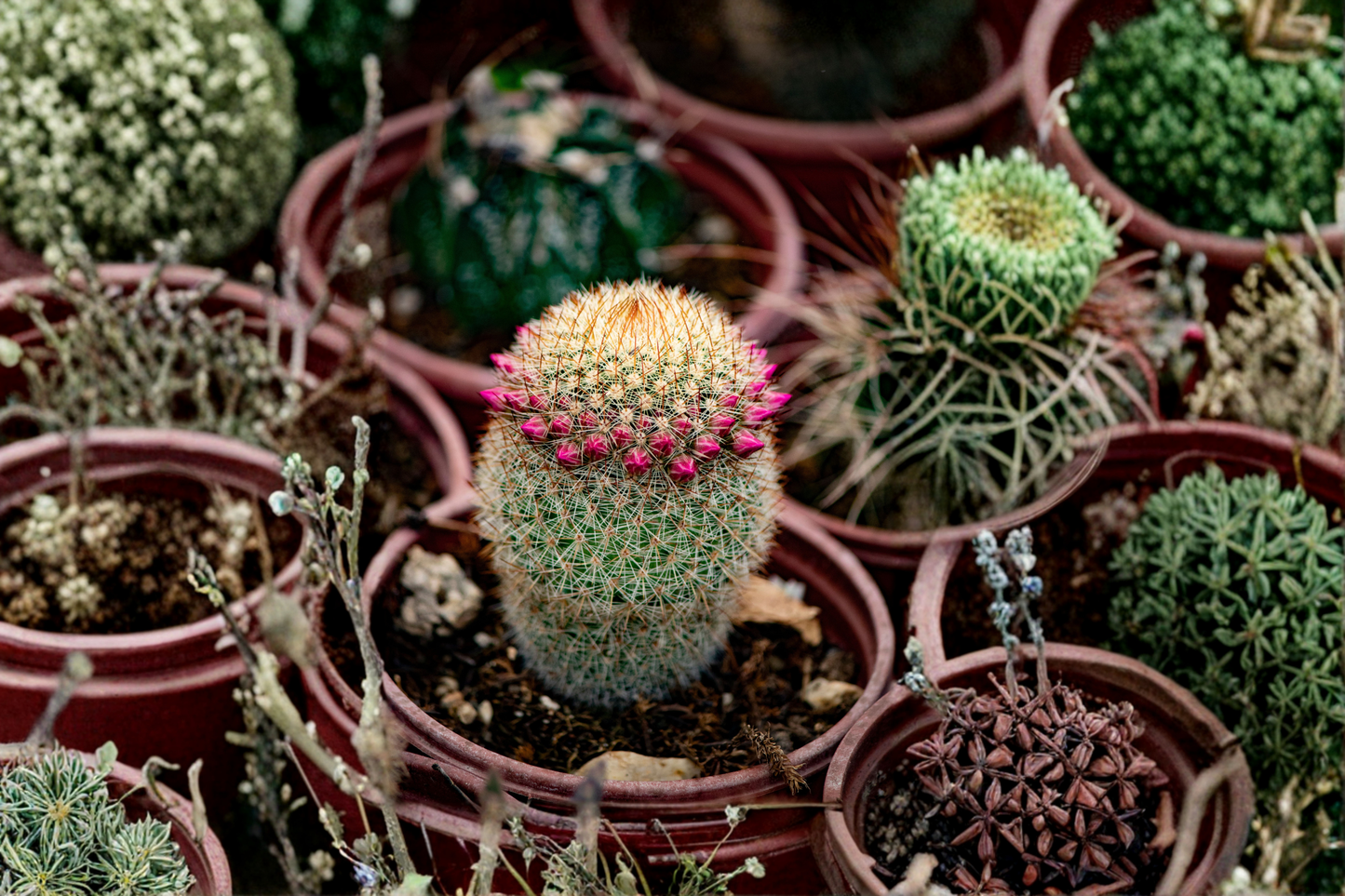 Mammillaria huitzilopochtli Live Cactus 3.5-Inch Pot – Rare Seed-Grown Succulent