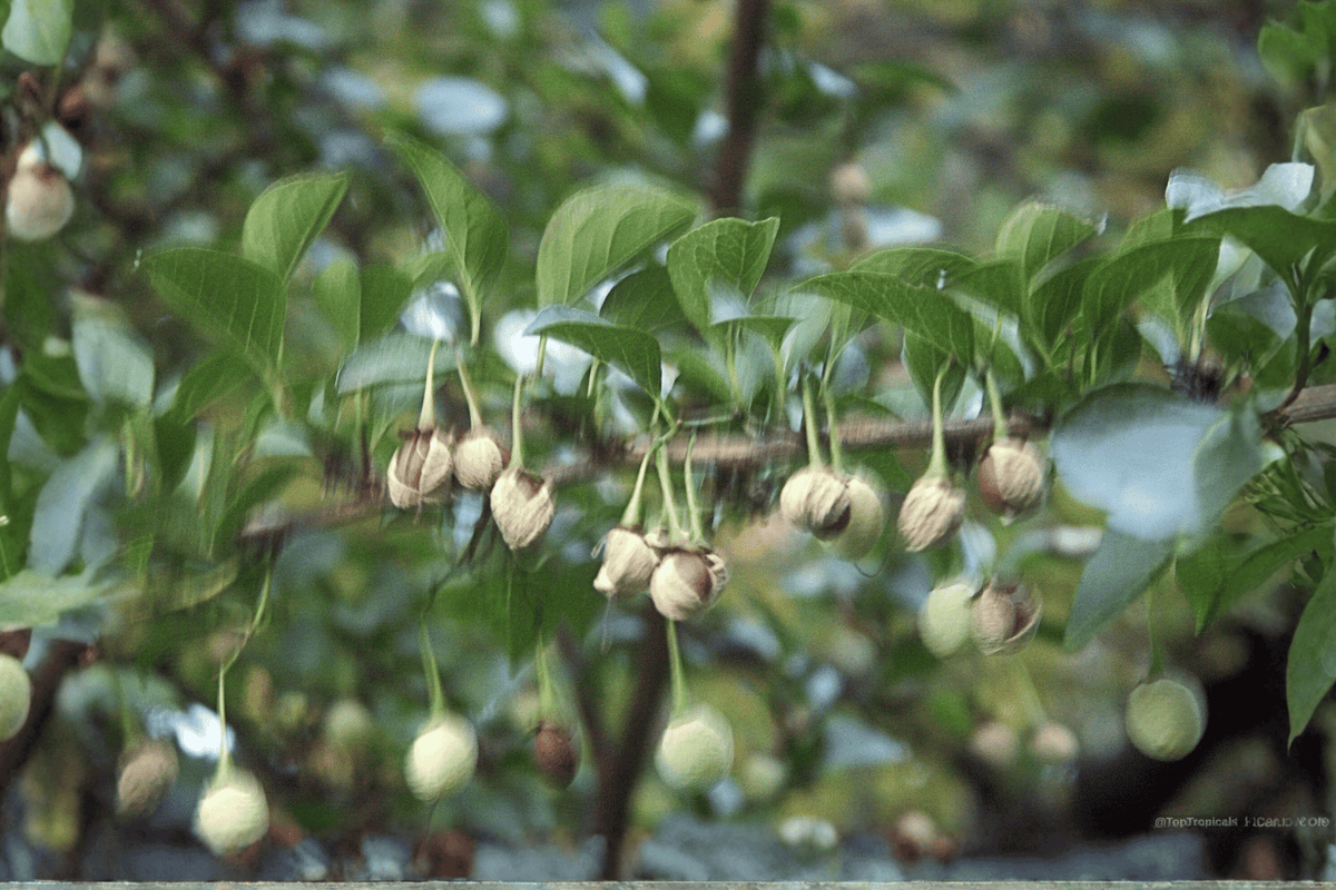 Japanese Snowbell 1 Live Ornamental Tree, 3 Gallon Pot – Styrax japonicus