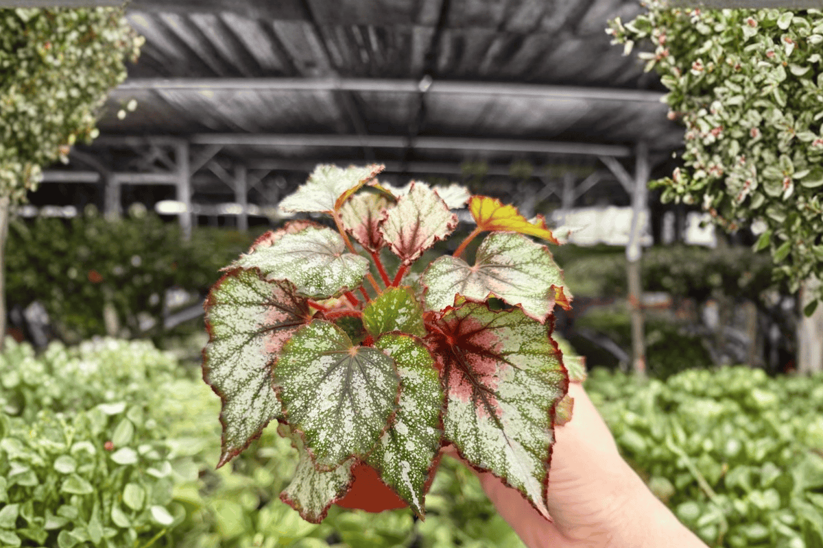 Begonia Harmony’s Crimson Oak 2 Exact Live Plants – Specific 4” Size Bare Root