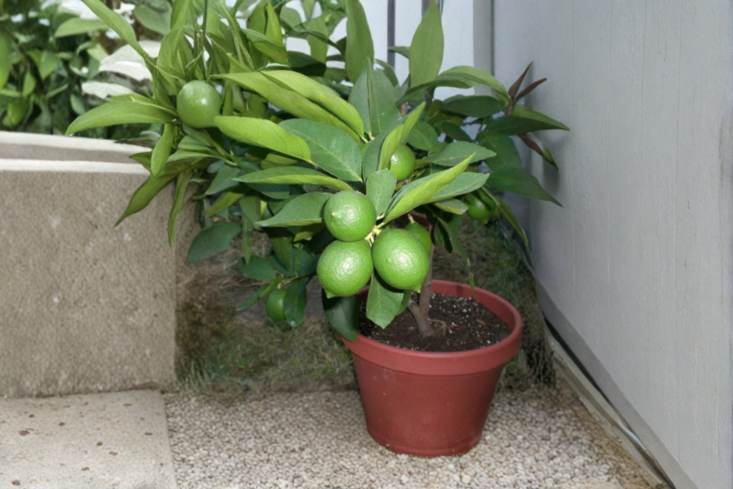 Key Lime Seeds Citrus Fruit Tree Indoor Outdoor Container Gardening Fresh Planting 5 Seeds