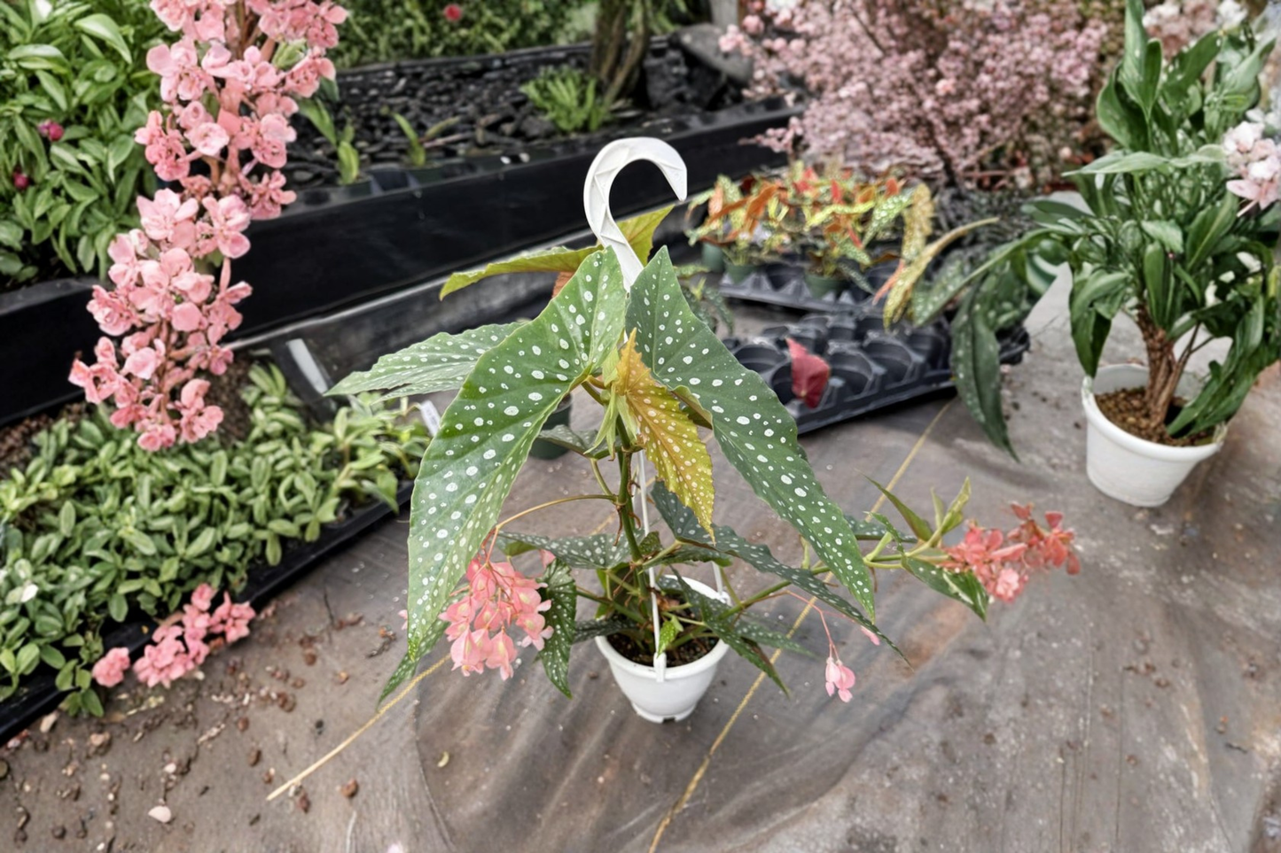 Polka Dot Begonia Hanging Plant Angel Wing Begonia Live 4.5 Inch Pot Indoor Houseplant White Ice Starter