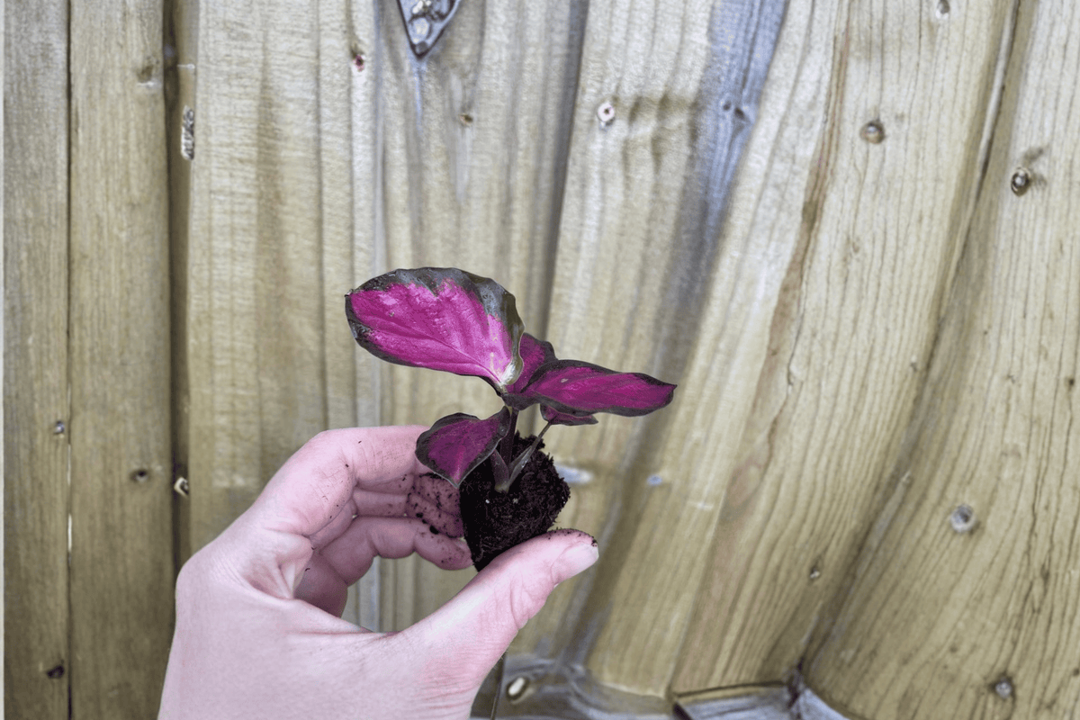 2 Calathea Crimson Starter Plants – 2” Pot Size – Goeppertia ‘Crimson’