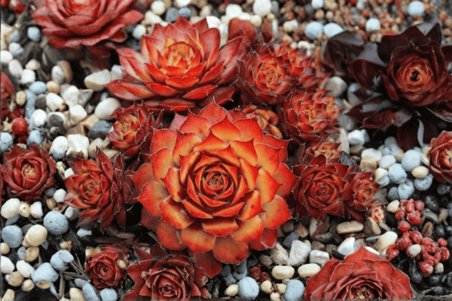 Chick Charms Gold Nugget Hens and Chicks 1 Live Plant – 4-Inch Pot – Sempervivum ‘Gold Nugget’