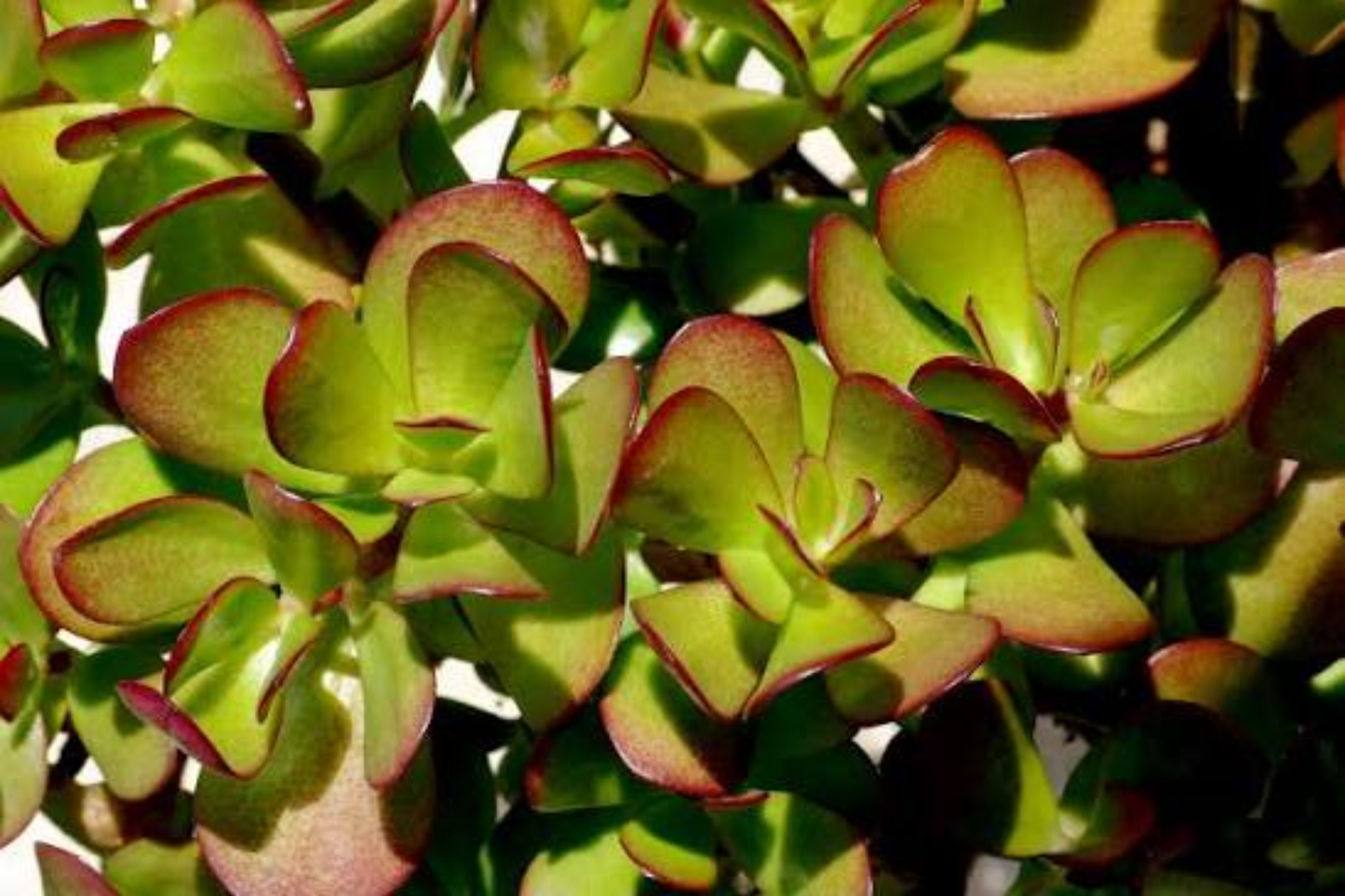 Money Plant Live Starter Plant – Rooted Plant Ready to Plant – No Pot
